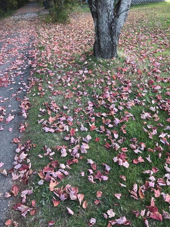 By the Bay Cottages in Charlottetown, Canada