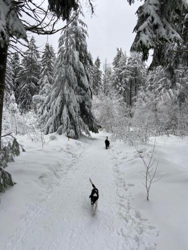 Fewo Jule Im Predigtstuhl Resort — Sankt Englmar