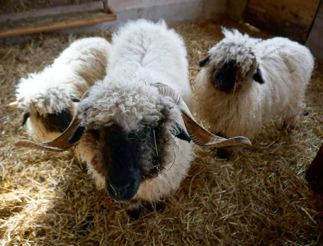 Kofelhof in Sesto, Italy