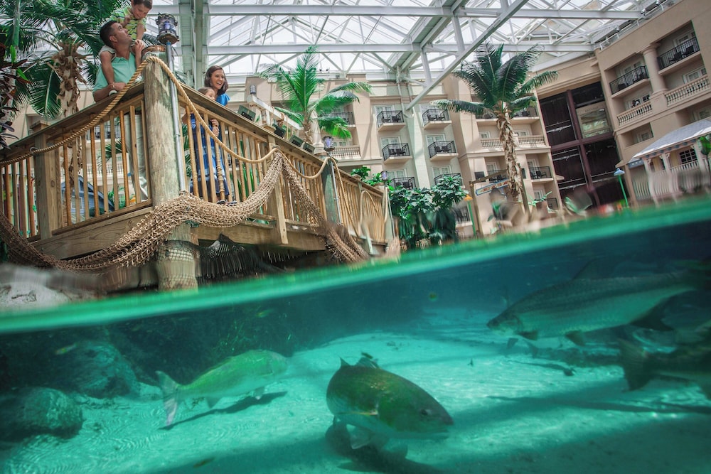 Gaylord Palms Resort & Convention Center - photo 106