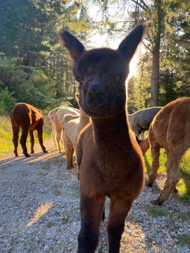 Alpacas Off Grid Eco Cabin — 4-Star Luxury Hotel in Takaka, New Zealand