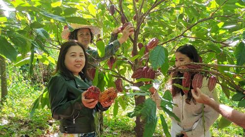 La cacaoyère in Saint-Benoit, Réunion