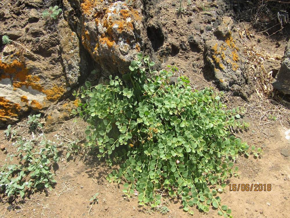 I Dammusi della Perla Nera in Pantelleria, Italy
