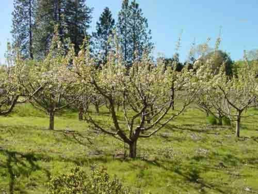 Apple Blossom Inn - photo 74