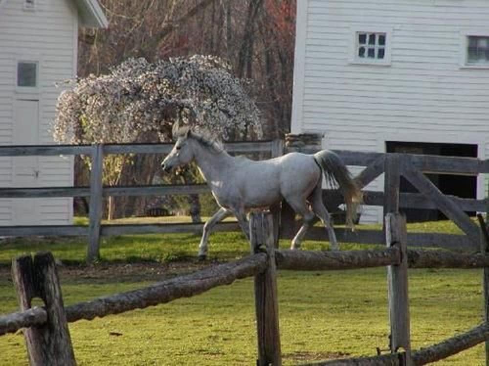 The Inn on the Horse Farm - photo 19