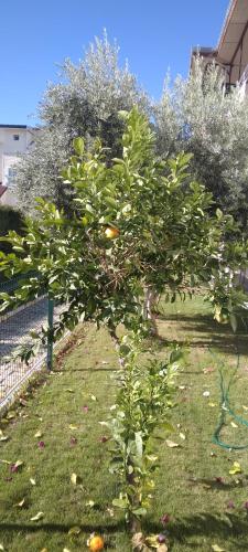 villaLemoon — Belek — photo 3
