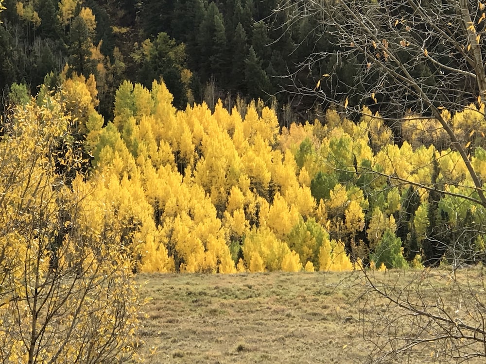 Bear Paw Lodge & Vacation Homes - photo 64