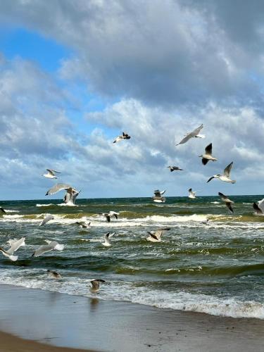 HUS caloroczne komfortowe szeregi blisko plazy — Pobierowo — photo 2