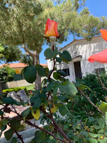 Villa Fiori giardino 400 m. mare con parcheggio — 4-Star Luxury Hotel in Siracusa, Italy