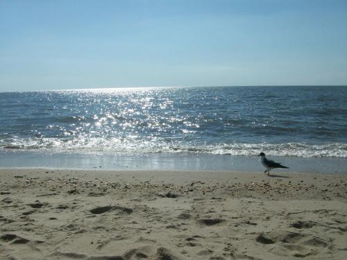 Boardwalk Beach Inn - photo 11