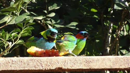 Canto dos Pássaros Suítes — Ubatuba — photo 3