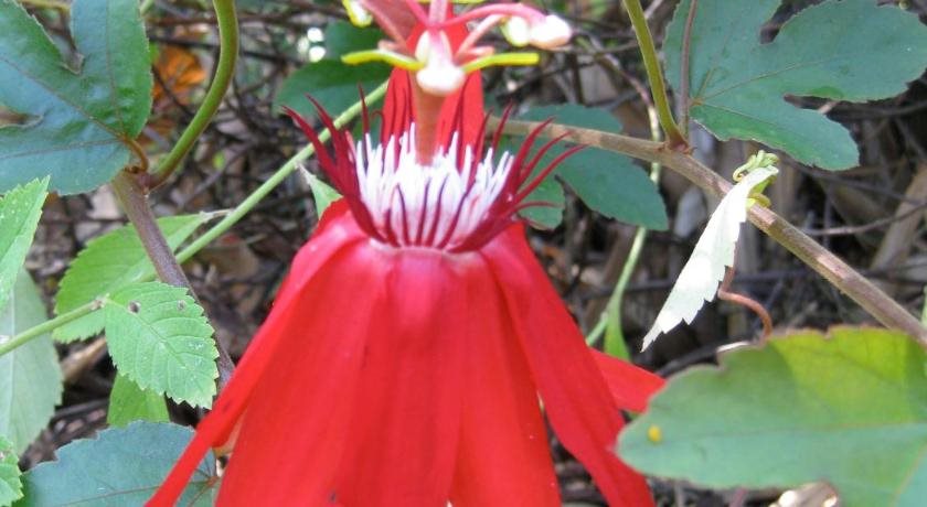 Hotel Three Monkeys in Nicoya, Costa Rica