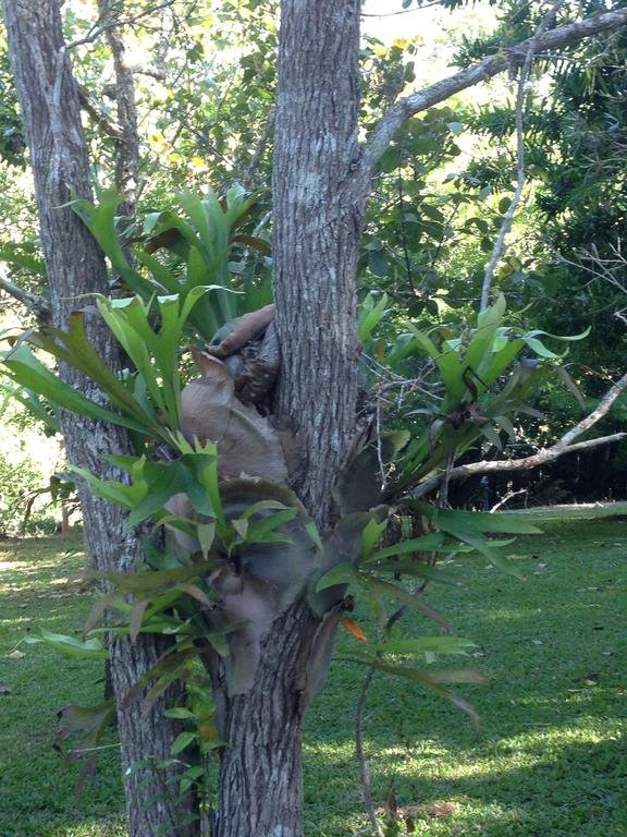 Honeybee House — 4-Star Luxury Hotel in Kuranda, Australia