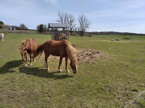 Insolite Plusieurs Gites Dans Ferme Equestre - carbon neutral hotel in Unknown City