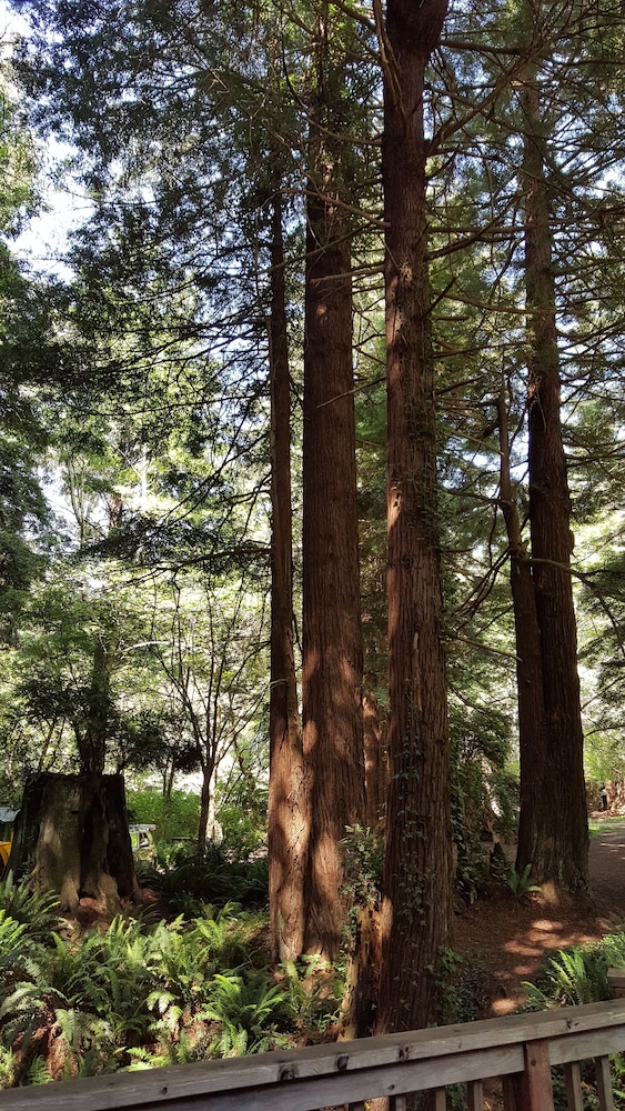 Emerald Forest Cabins - photo 91