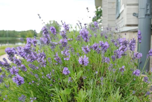 Lavender Village — Vievis — photo 4