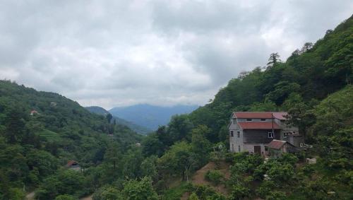 In the Forest in Unknown City, Georgia