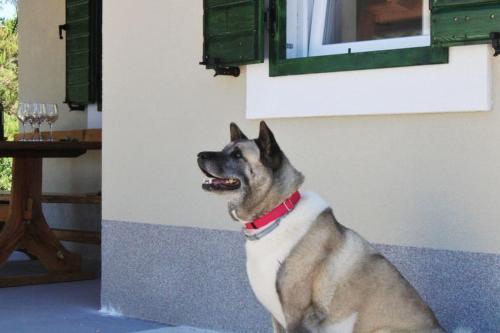 Kuća Za Odmor Olica — Jelsa — photo 4