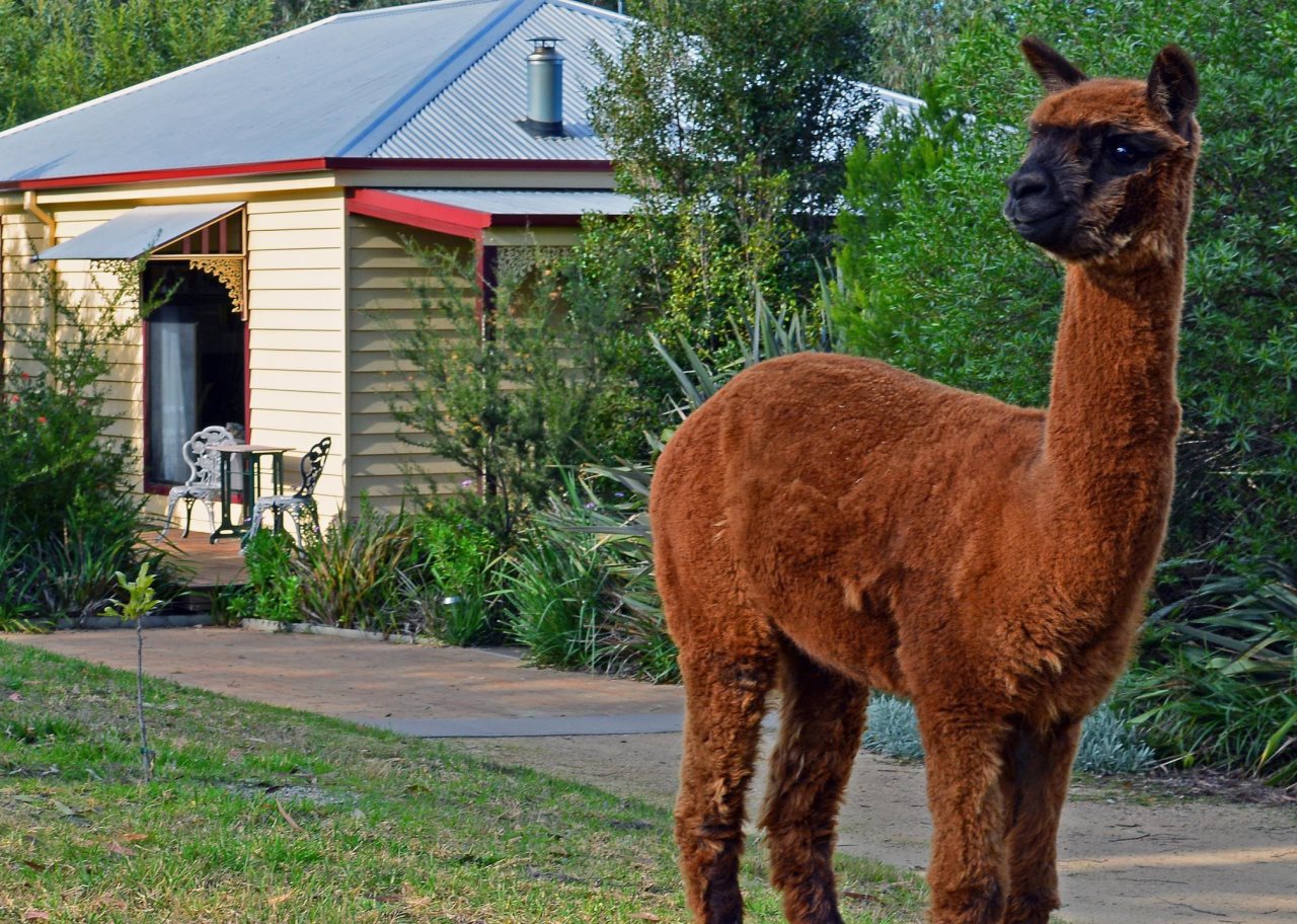 Araluen Park Cottages — hotel in Lakes Entrance
