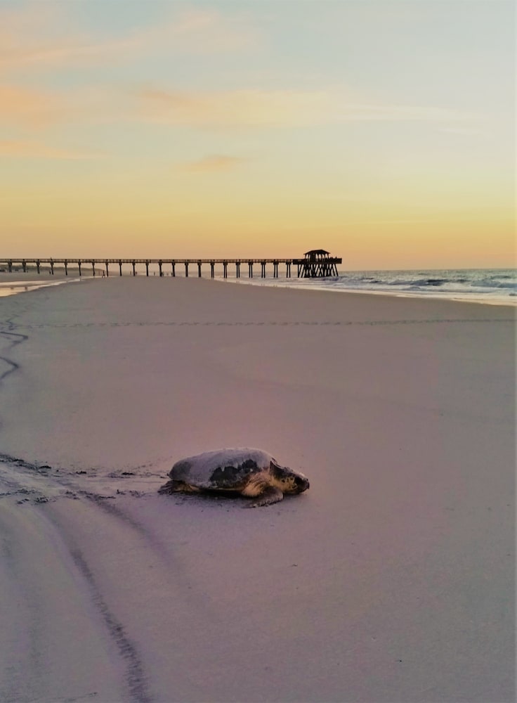 Hotel Tybee - photo 44