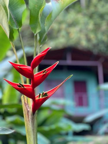 Río Verde Ecolodge in Puerto Jimenez, Costa Rica
