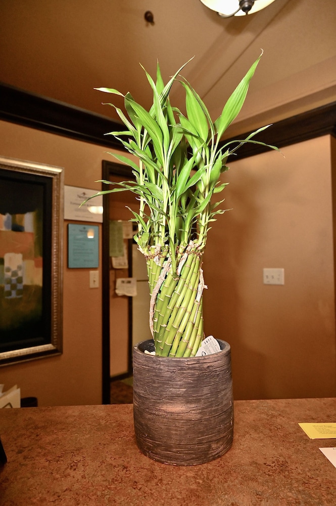 Fortune Inn And Suites Newport - photo 5