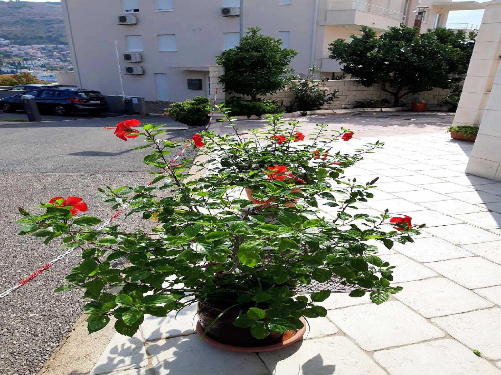 Charming Apartment in Dubrovnik 40 m Parking Included