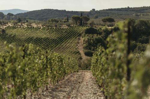 Wine Resort Campacci — Unknown City — photo 2