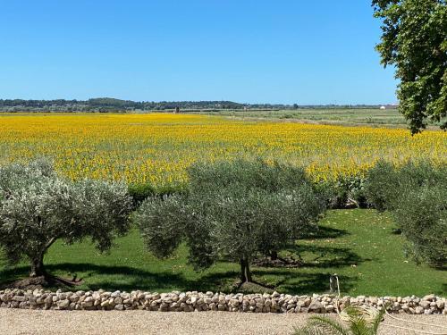 Gites du Domaine de Laforest — Fontvieille — photo 4