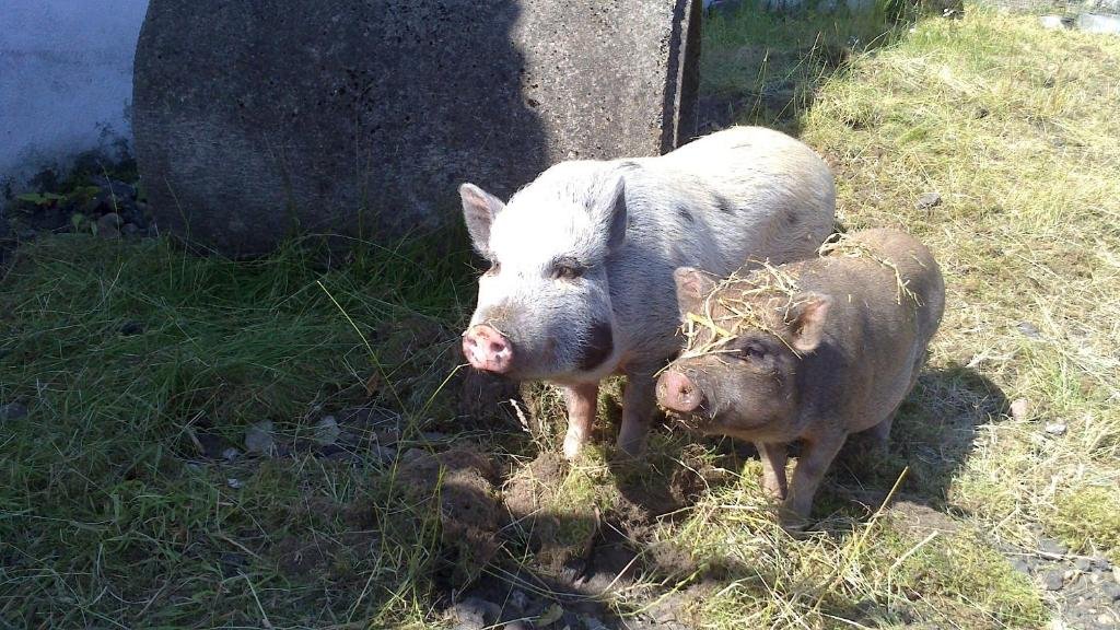 Bindesbolg rd Farm Holiday — Give — photo 4