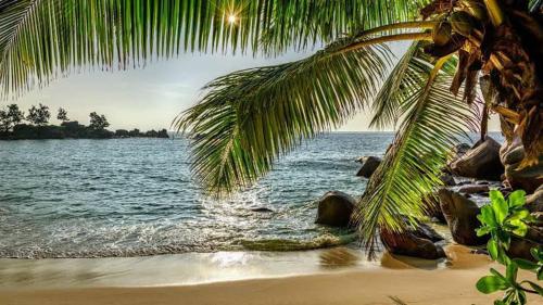 Calangute Beach Palms — Calangute — photo 2