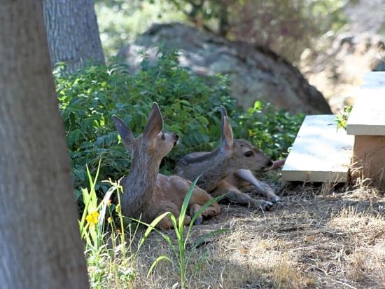 Yosemite cottage - photo 14