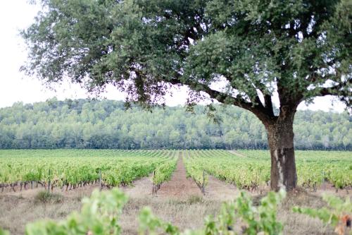 Domaine De Sigalous — hotel in La Crau