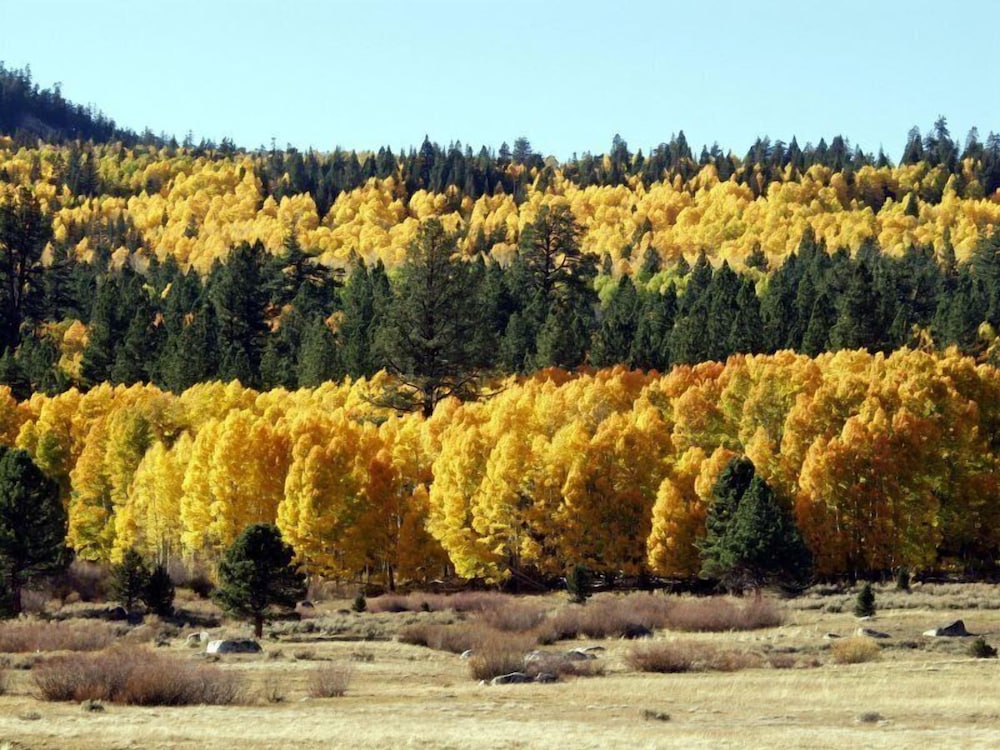 Sun Meadows By Kirkwood Resort - photo 2
