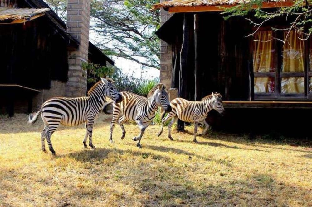 Maralal Safari Lodge — Maralal — photo 5