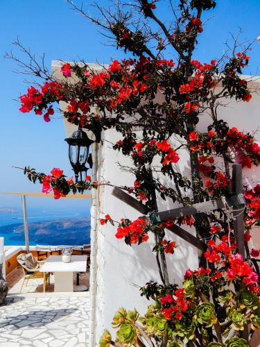 Le Petit Greek — Fira — photo 2