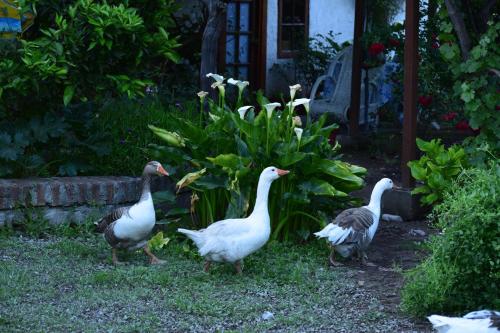 Alojamiento Rural Casa Quinta Peumayen — 4-Star Luxury Hotel in Santiago, Chile