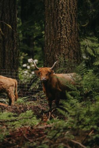 Highland Farms Your Private Forest Farm — hotel in Brightwood