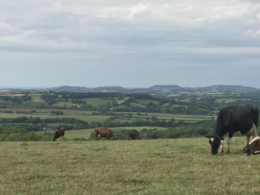Novelist Shepherd’s hut in Beaminster, United Kingdom