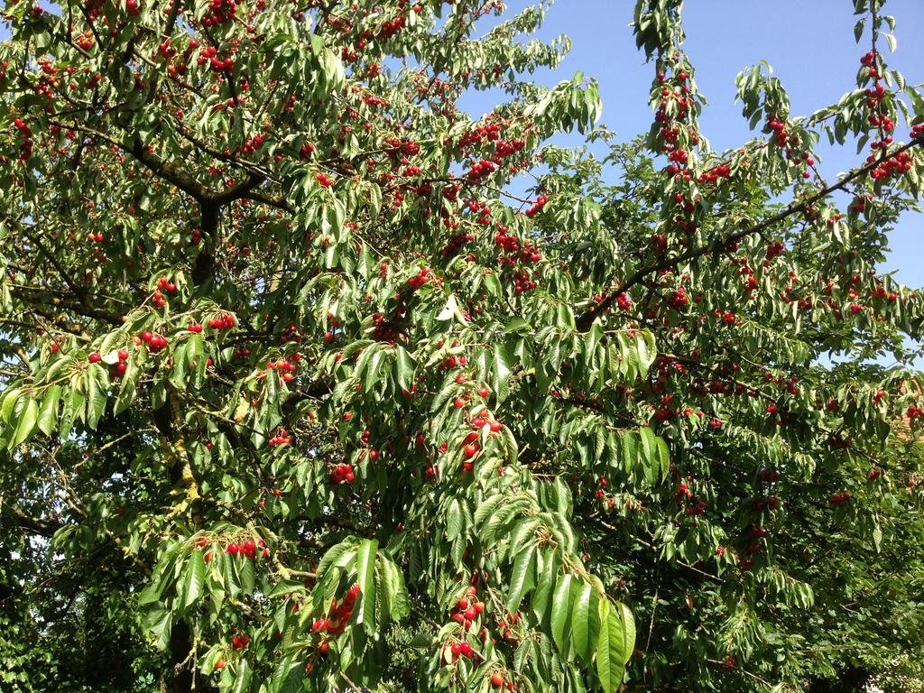 Landgasthof zum Schwanen in Buggingen, Germany
