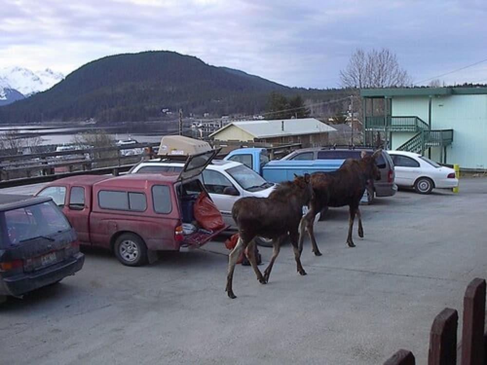Captain's Choice Motel - photo 52