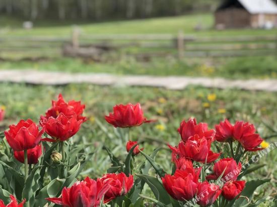 Burjin has a resident of Yuanshan in Burqin, People's Republic of China