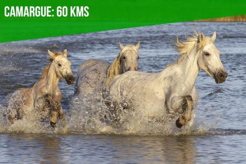 Les FAclibres in Avignon, France