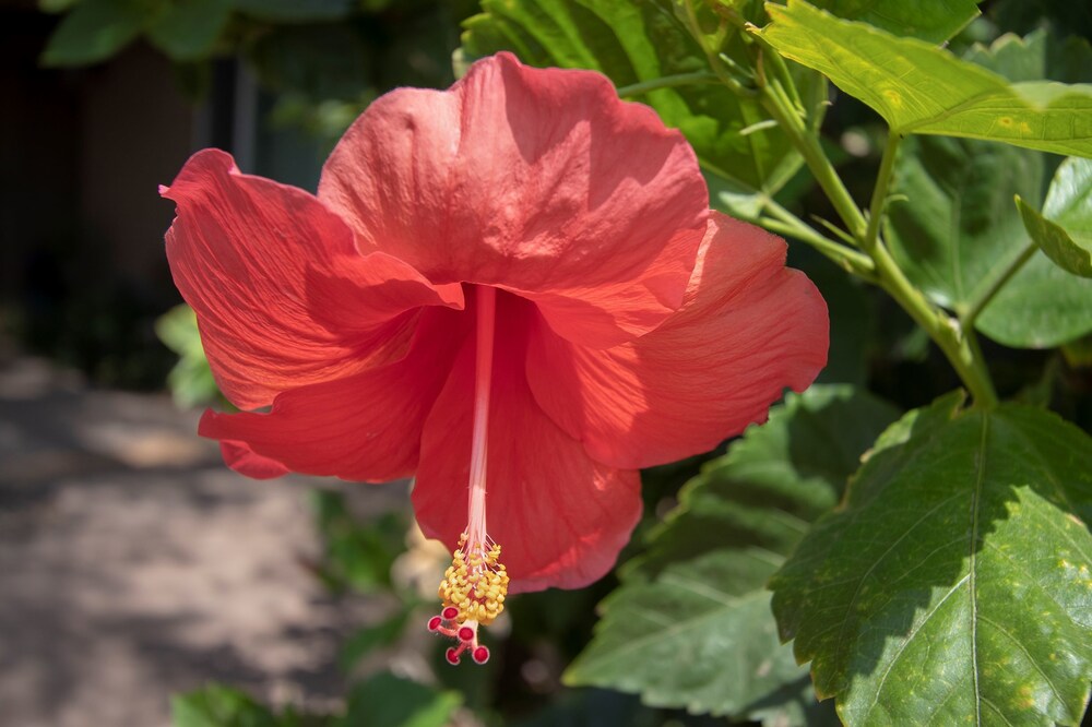 Cactus Rose - photo 25