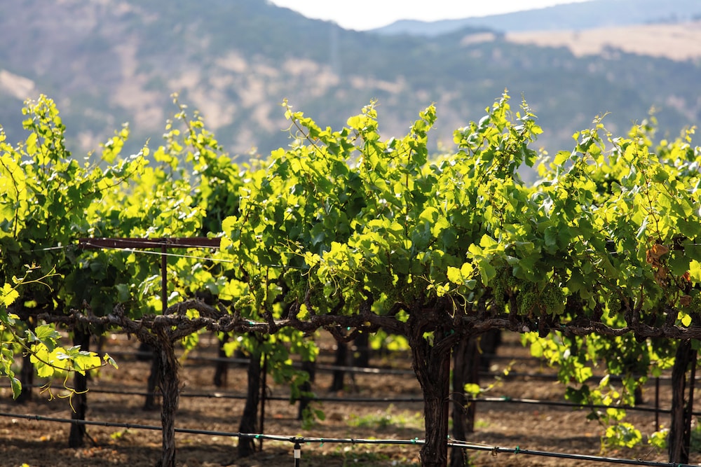 Homewood Suites by Hilton Fairfield Napa Valley Area - photo 27