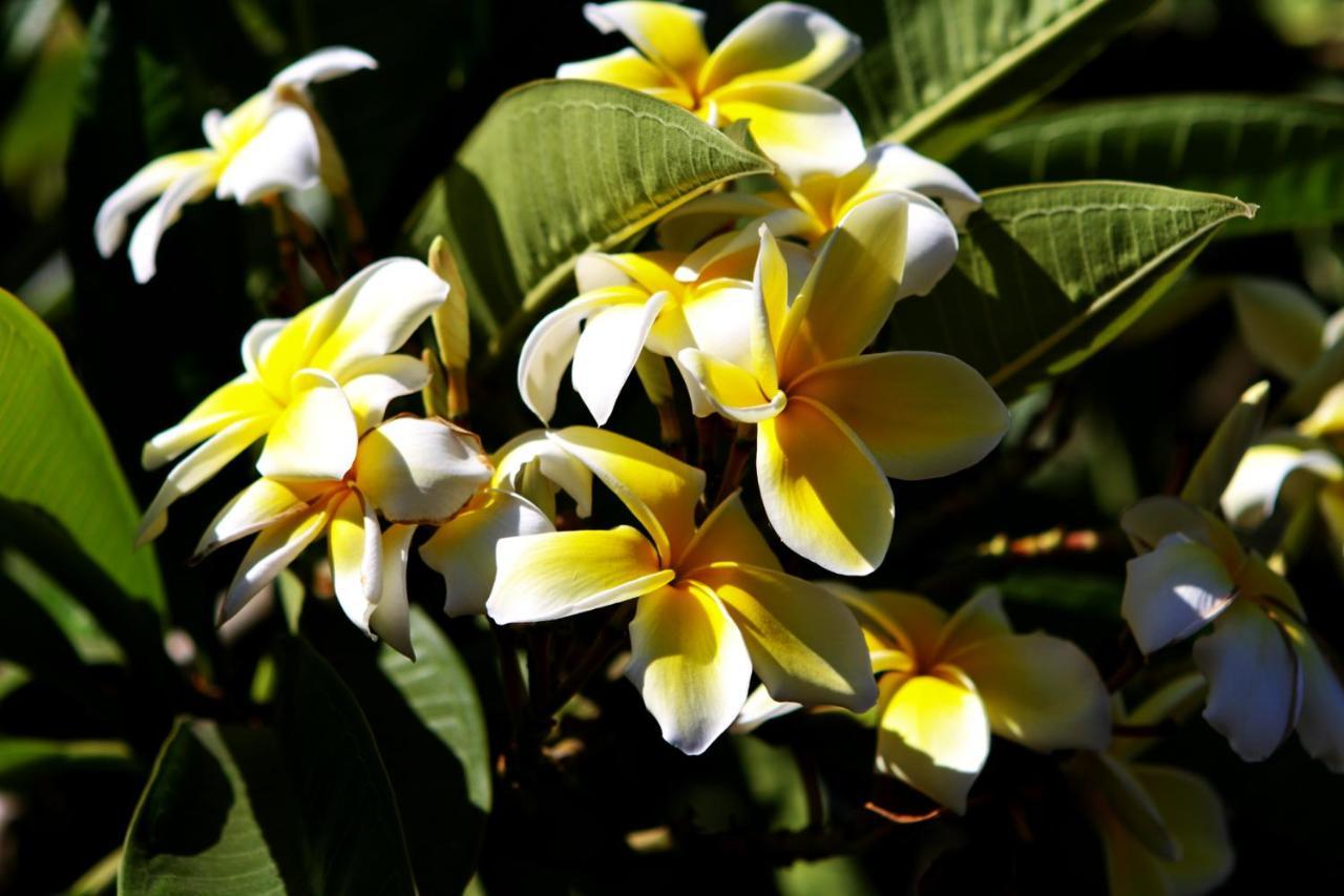 Palm Tropics Motel - photo 15