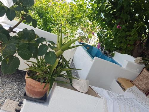 Eloise — Aidipsos — photo 2