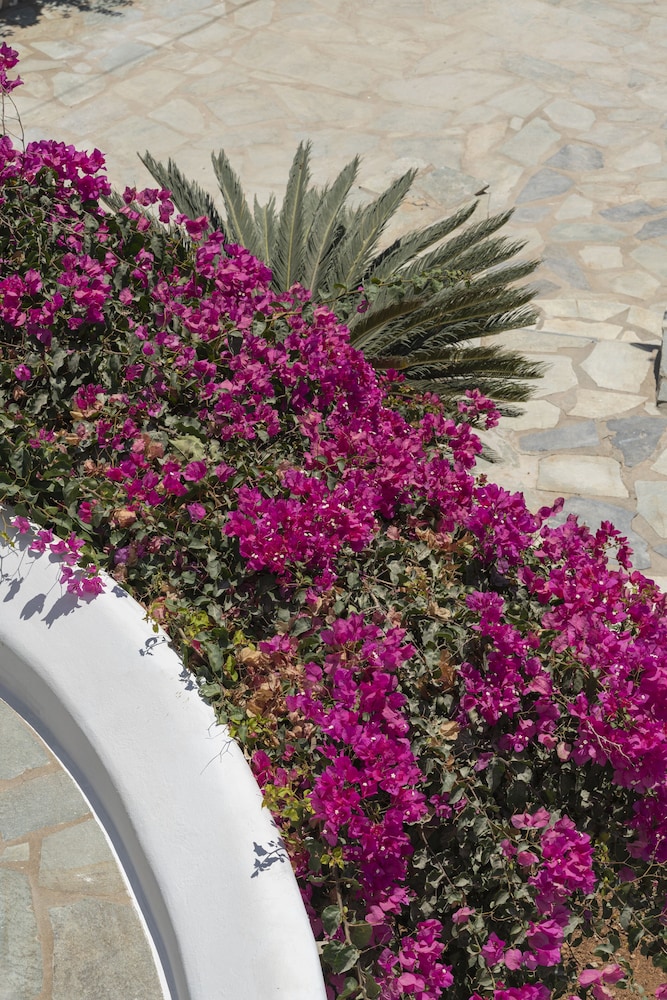 Kameo Antiparos — Antiparos — photo 5