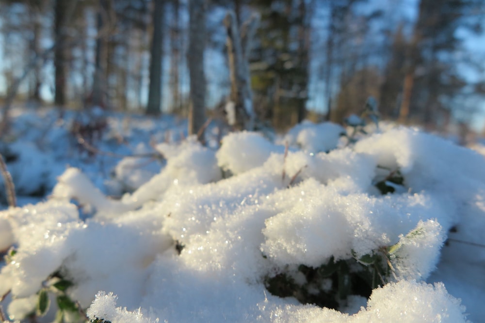 Lapland Getaway Hostel 10956429 — Arvidsjaur
