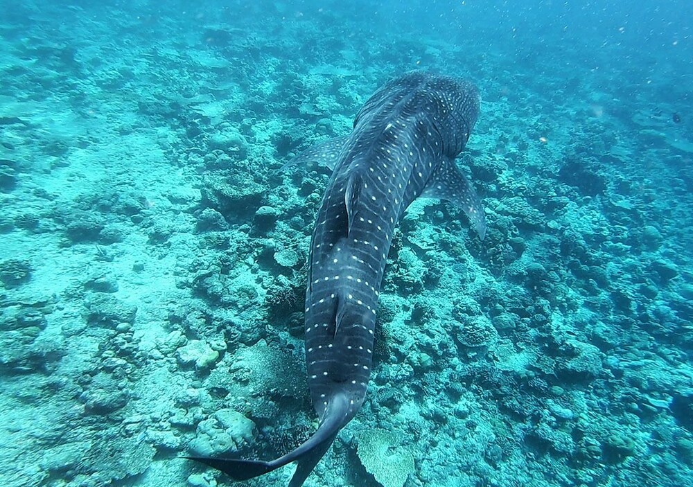 Omadhoo Inn - last minute hotel in Mahibadhoo